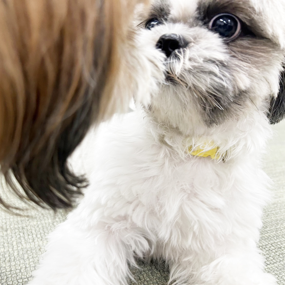 生徒が撮影したモデル犬♪